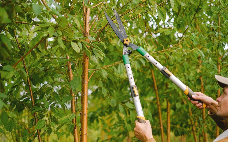Tree trimming in Roggen, CO